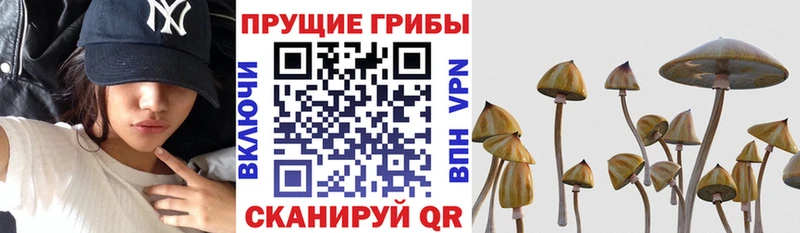магазин Мезень Галлюциногенные грибы ЛСД